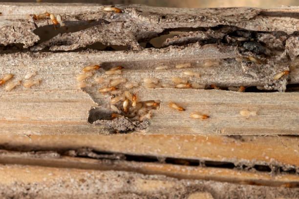 Best Pest Prevention Services  in Angola On The Lake, NY